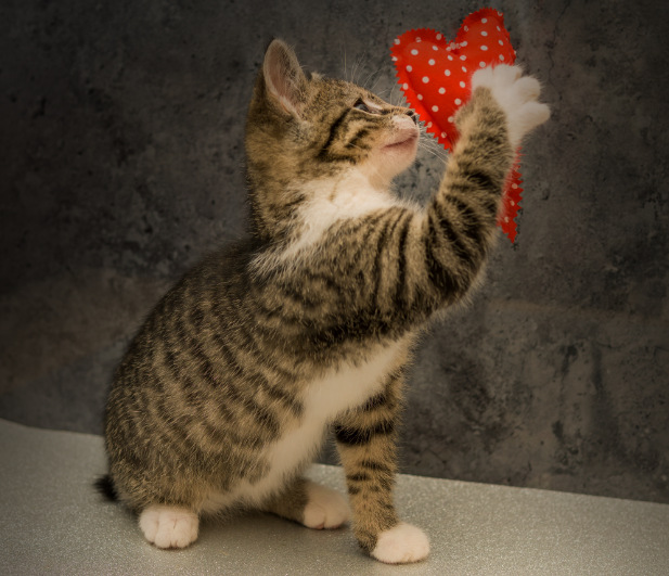 Как понять, что кошка тебя любит: 5 верных признаков