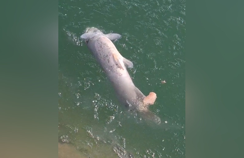     Фото: скрин видео