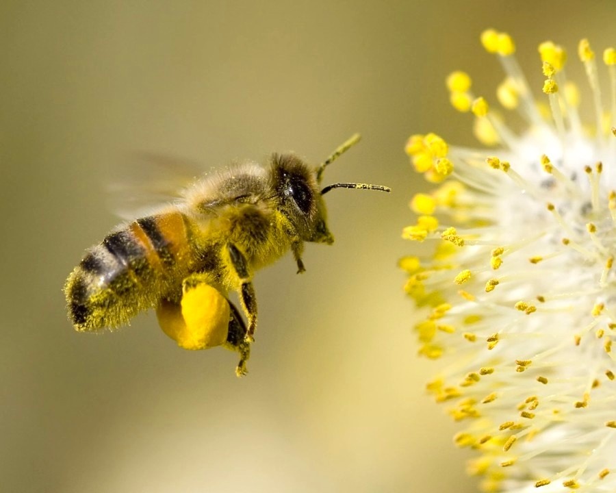 медоносная пчела за сбором пыльцы