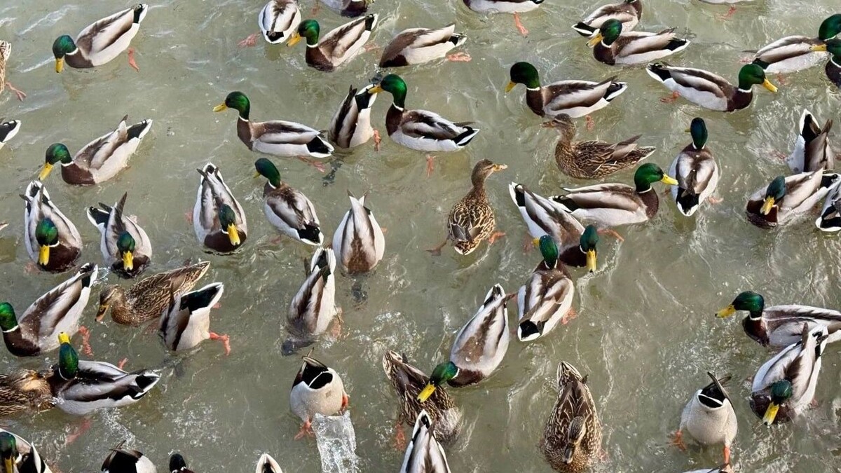     Источник: inkazan.ru