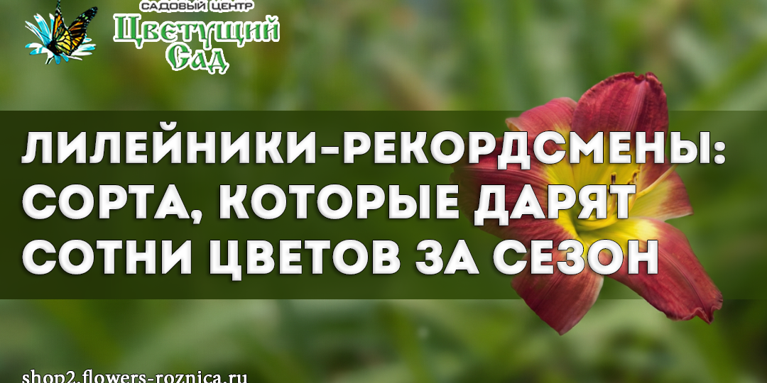 Лилейники-рекордсмены: сорта, которые дарят сотни цветов за сезон
