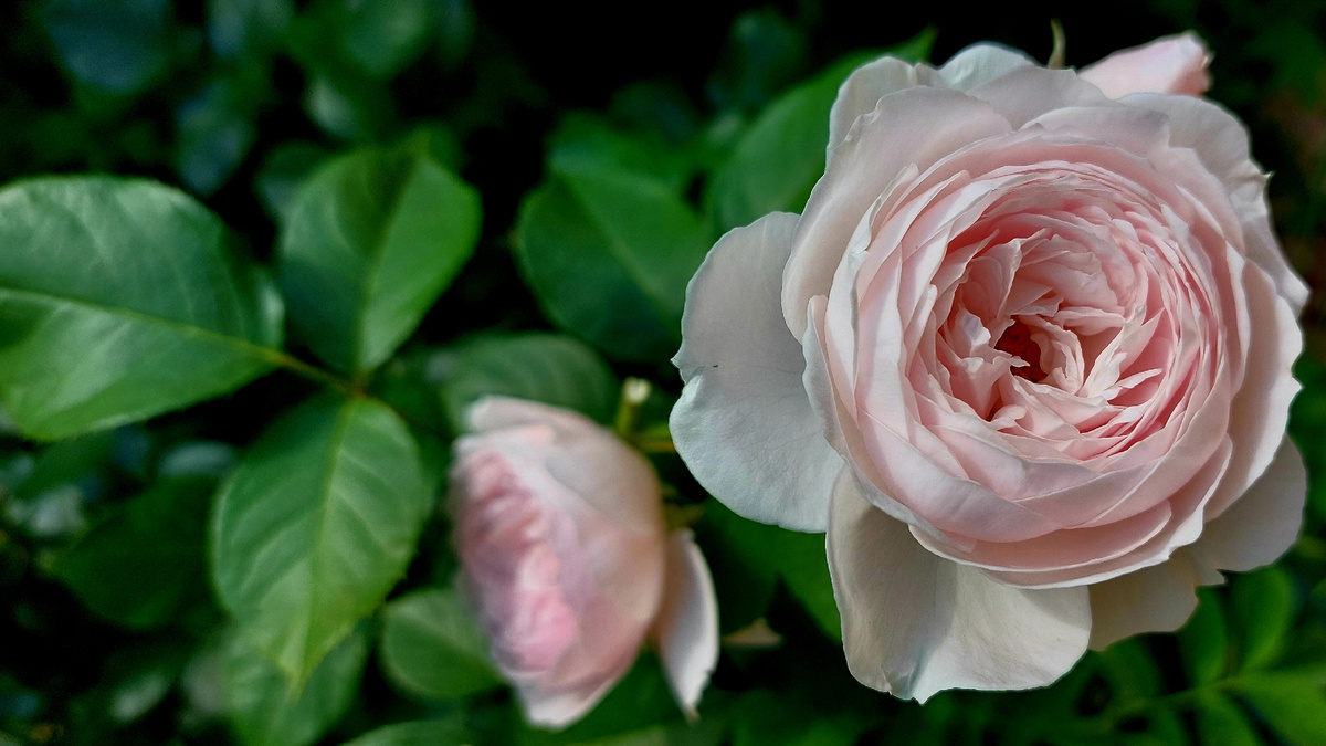 Герцогиня Кристиана. Флорибунда