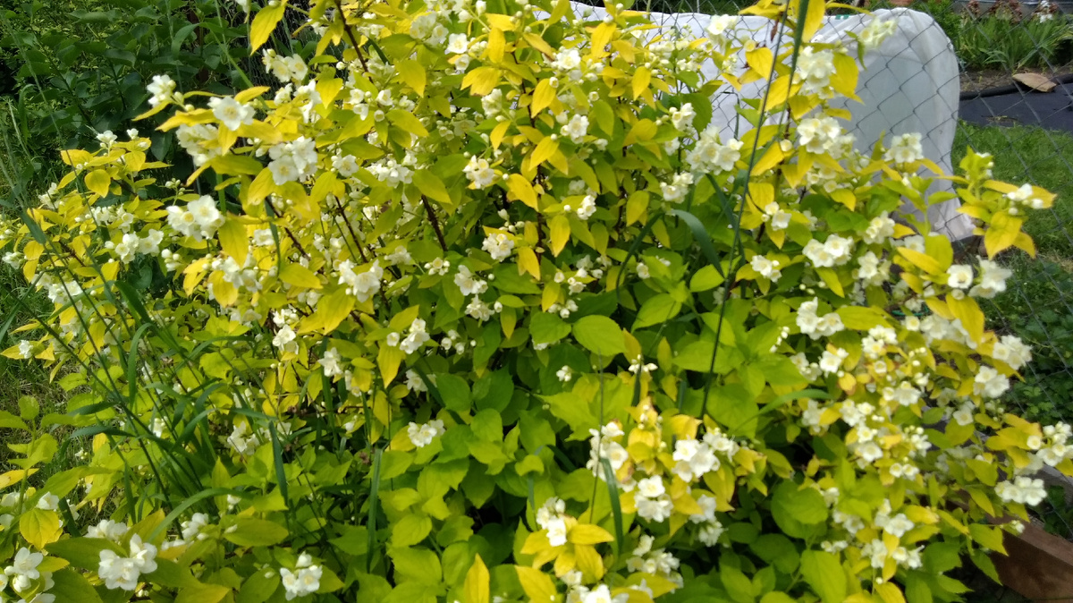 Чубушник садовый Ауреус. Все фото в статье мои и растения мои.