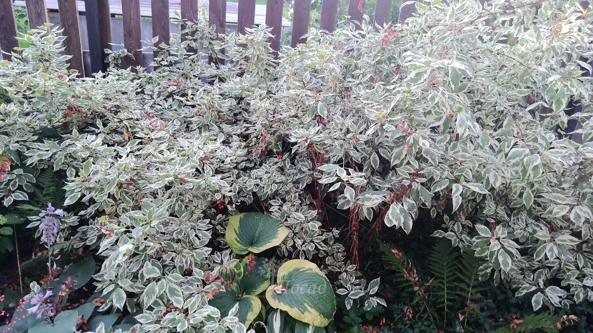 Дёрен белый Сиберика.