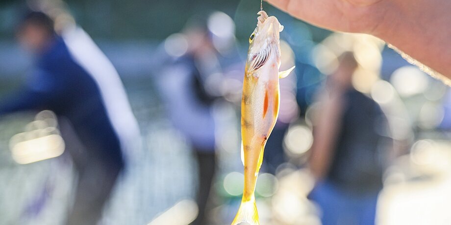    Фото: Москва 24/Лидия Широнина