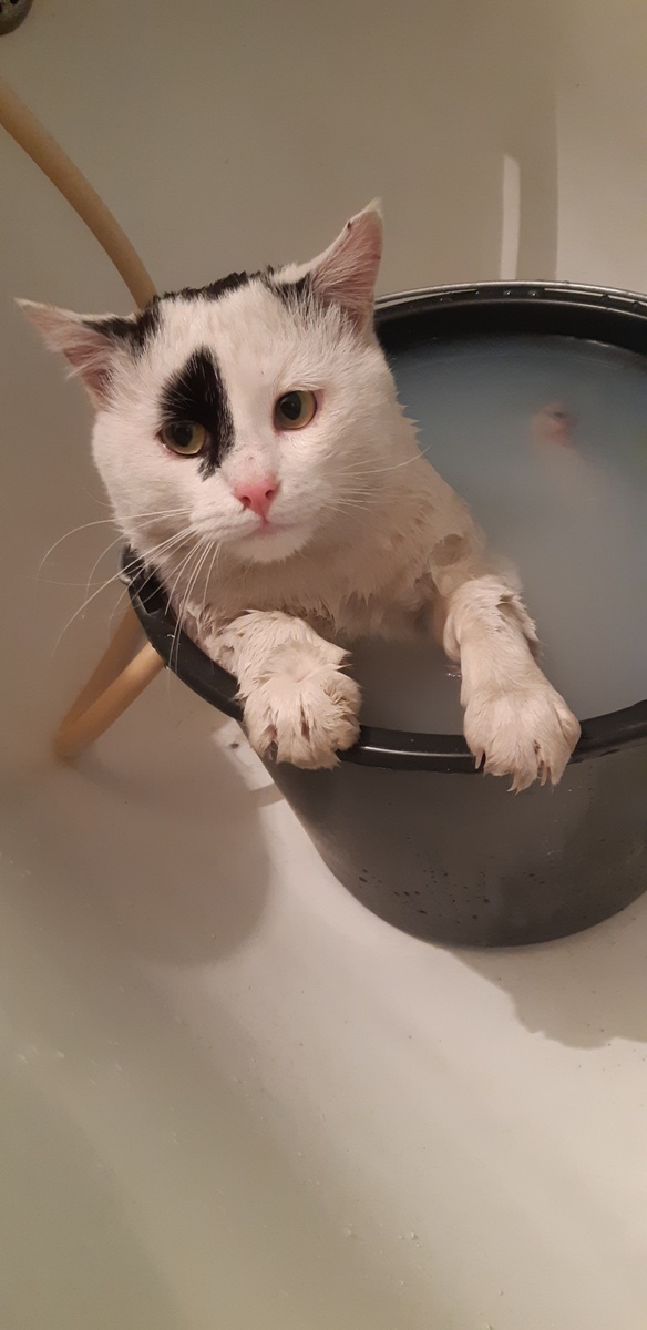 -"Ты зачем клеща притащил?"  -"Не видел я его!"