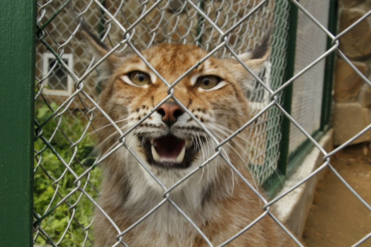    Рысь. Фото: REX