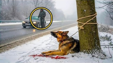 Привязанная собака жалобно скулила. Никто не останавливался. Помог только Олег. А собака отблагодарила его