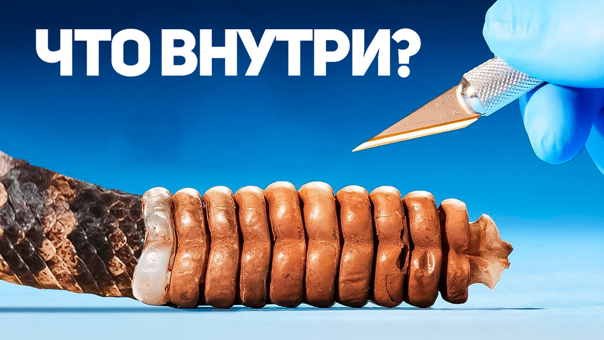 Почему все таки и как трещит хвост гремучей змеи? 