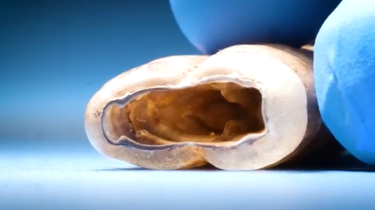 Фото хвоста гремучей змеи