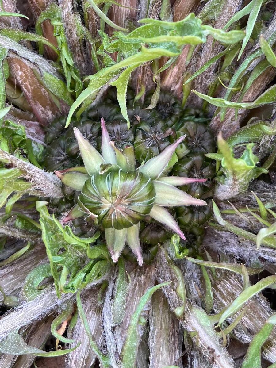 Бутоны одуванчика в "кулачке"