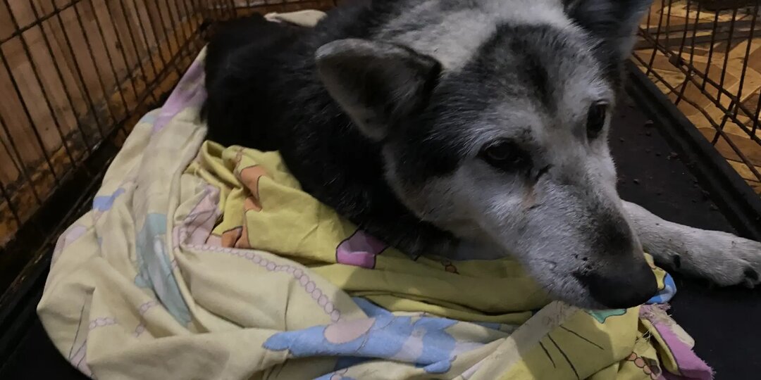 Ох, и сложная это работа... тянуть приют из долговой ямы.