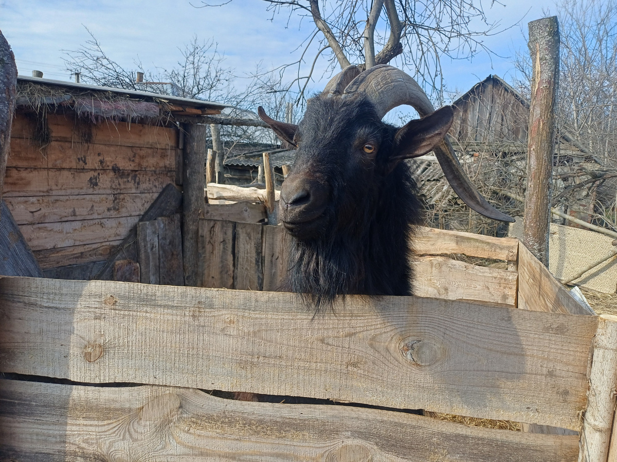 Злодей пойман