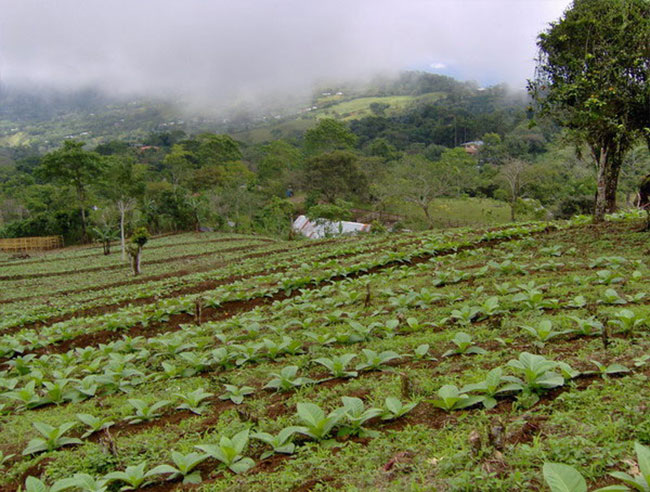 История табаководства на Коста-Рике