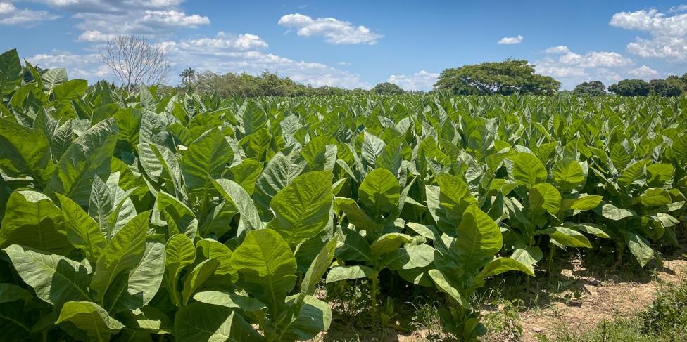 История табаководства на Коста-Рике