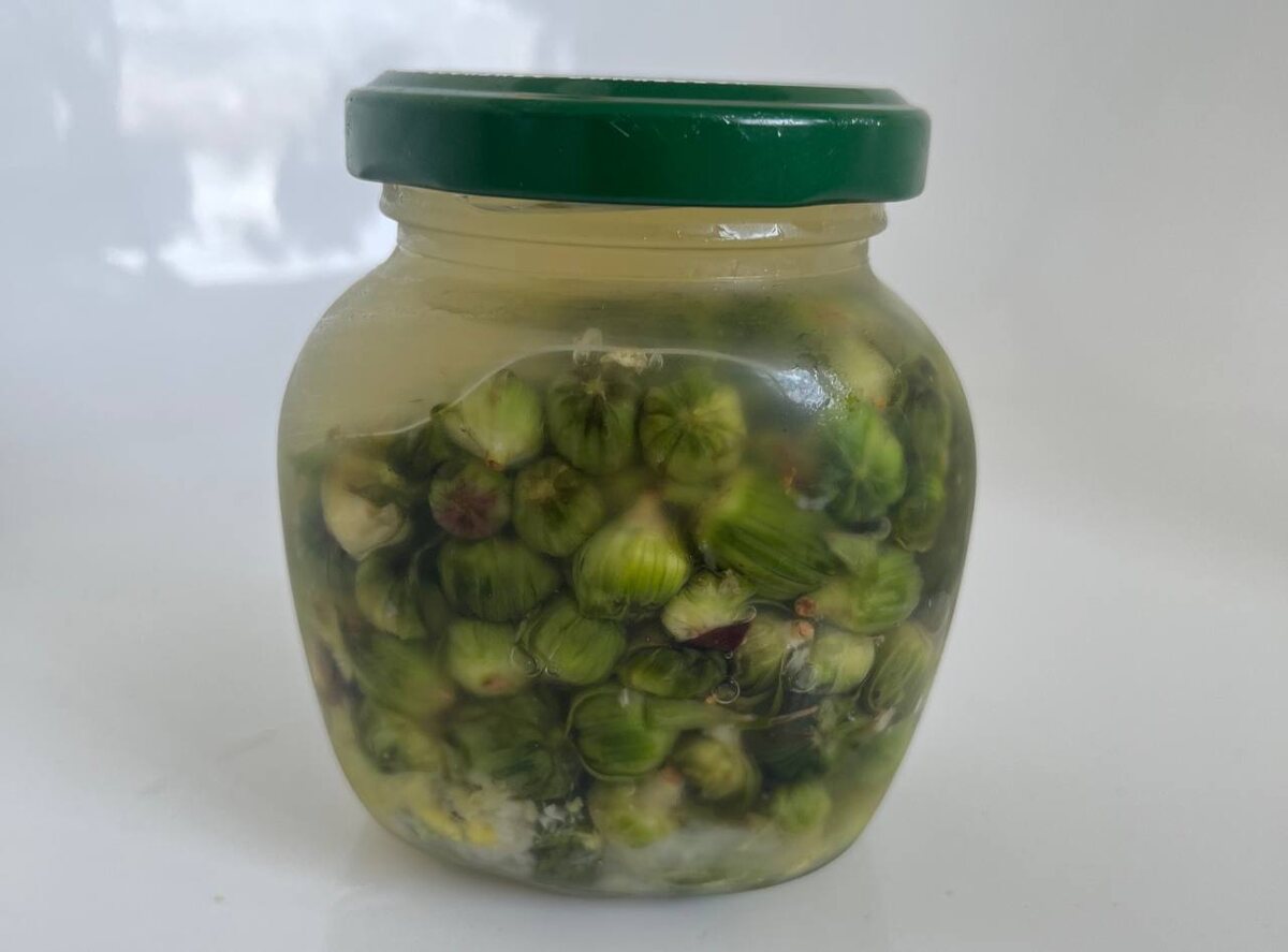 Ферментированные бутоны одуванчика