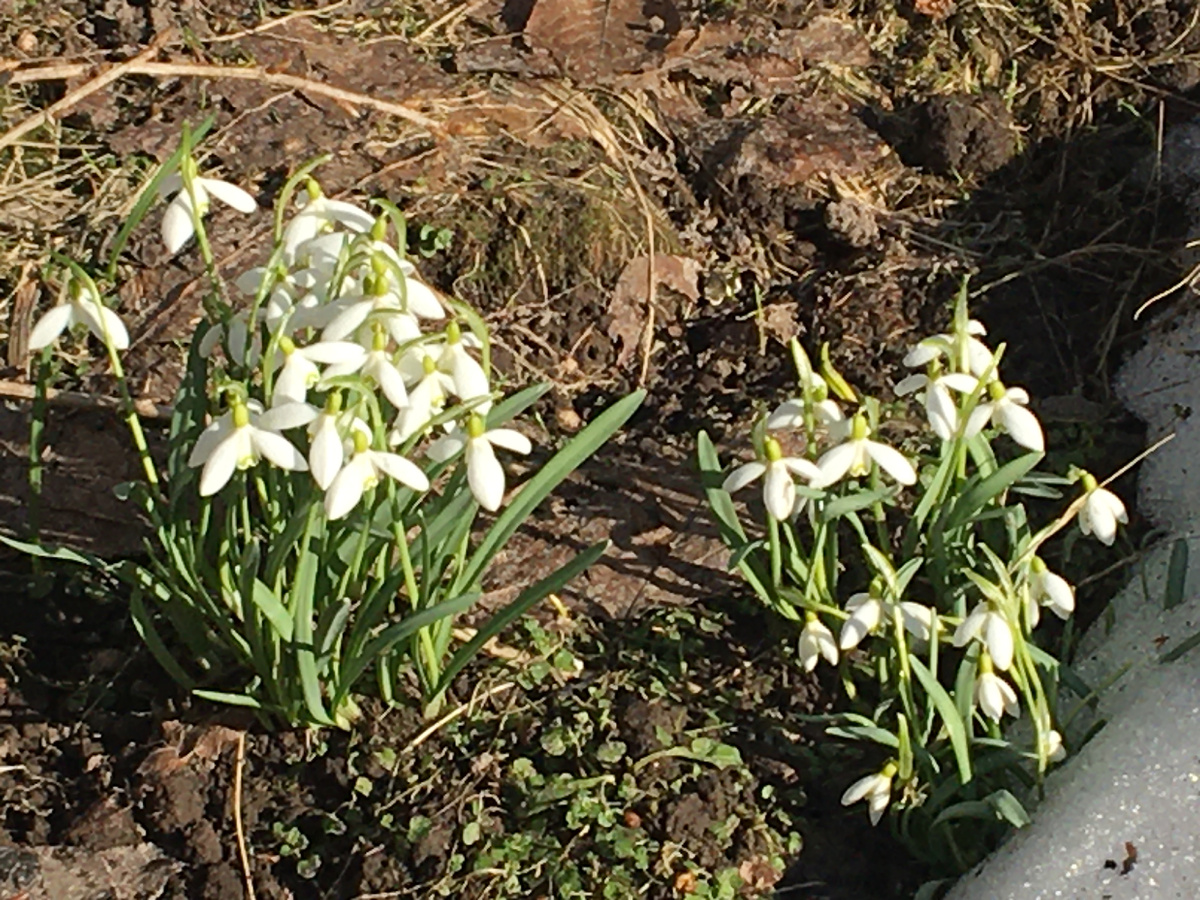 Подснежники цветут. Фото автора