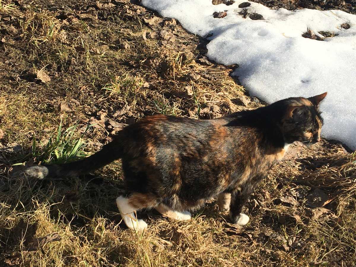 Василиса. Фото автора