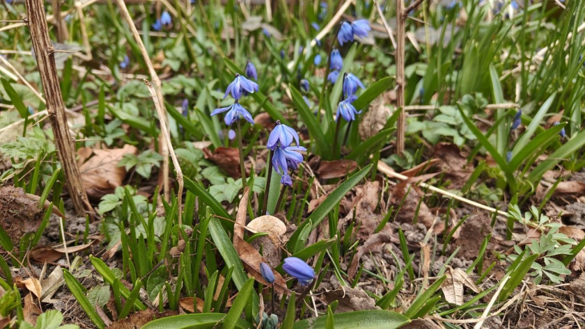    Первый городской канал Калининград