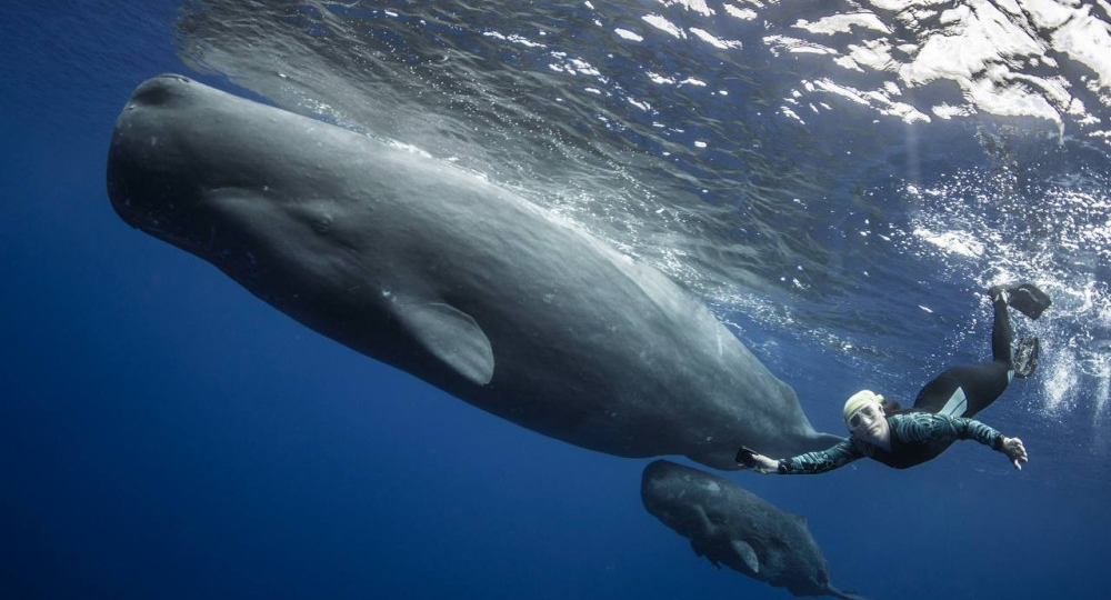 А под нами - километры воды, рядом с нами - бьют хвостами киты...