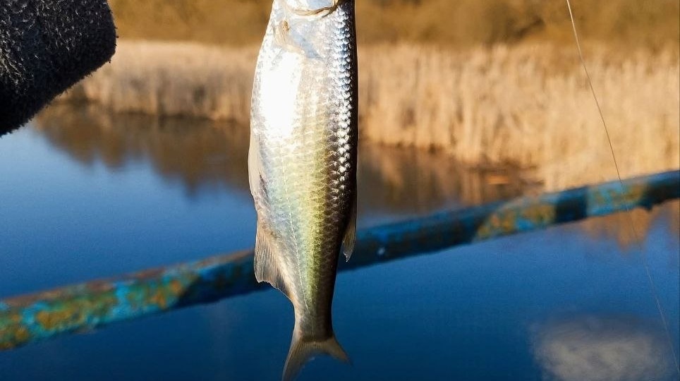 Уклейка: маленькая рыбка с которой начинается рыбалка