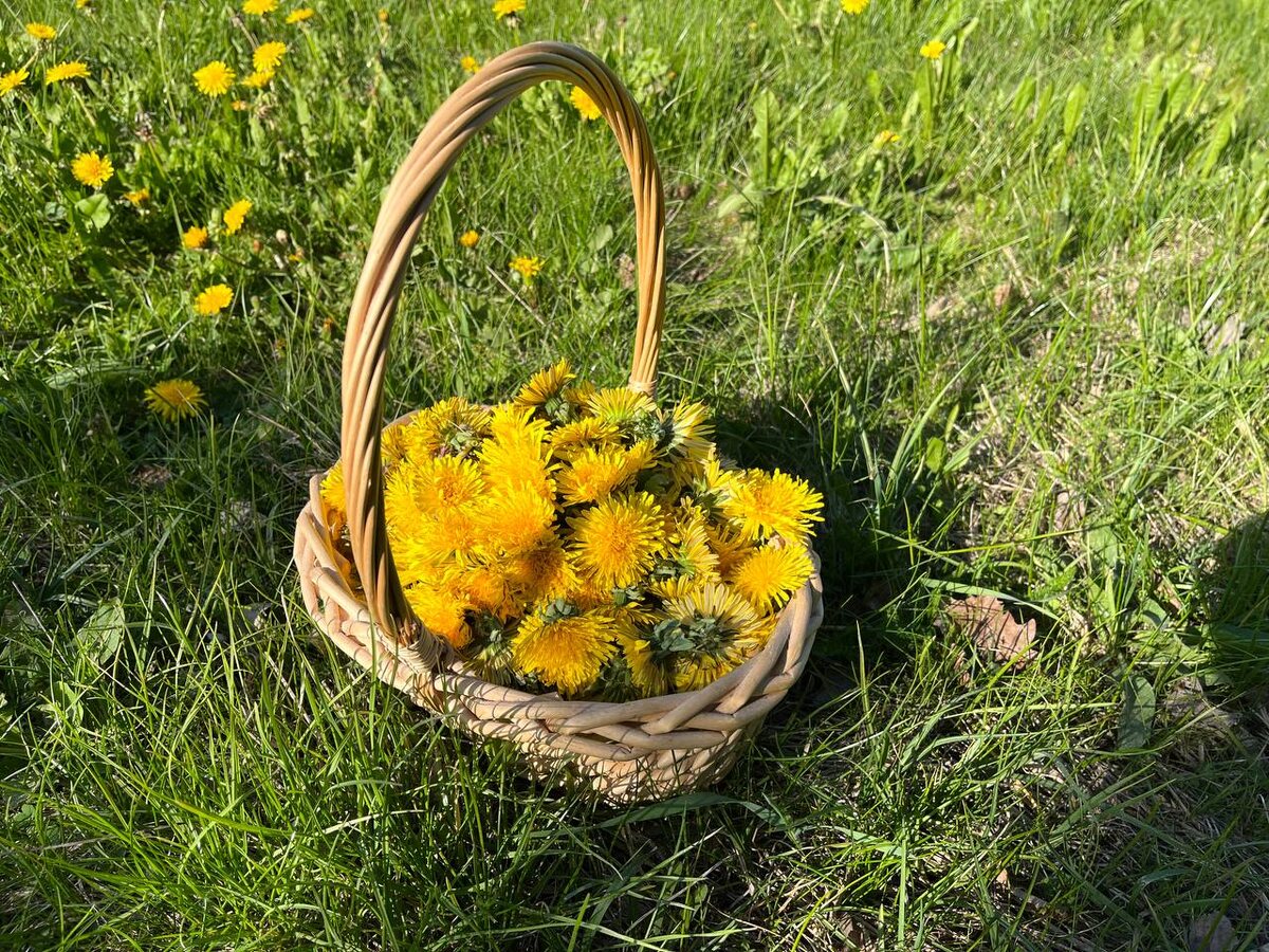 Как правильно собирать одуванчики