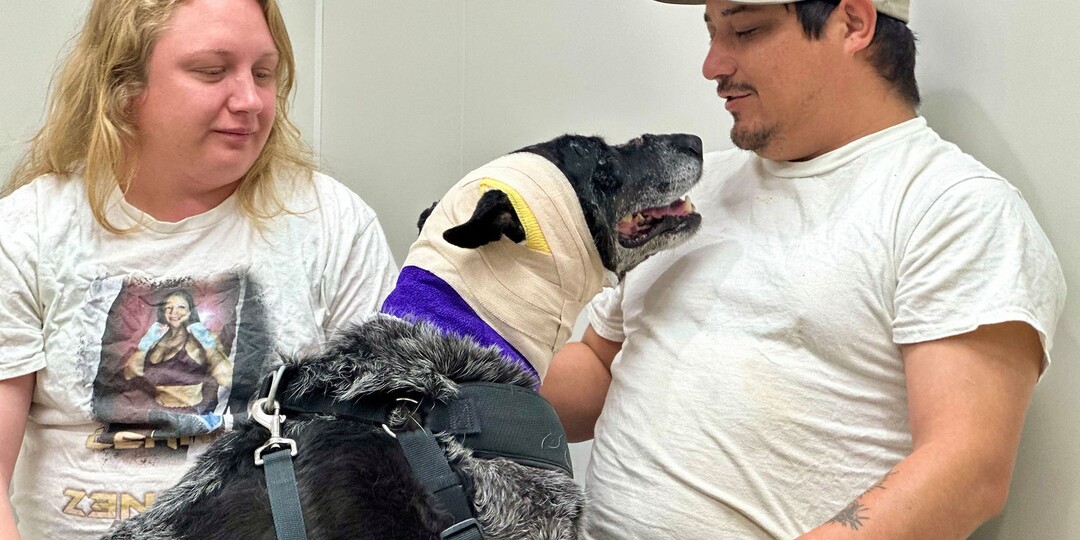 Полуслепая собака отбила нападение медведя на дом