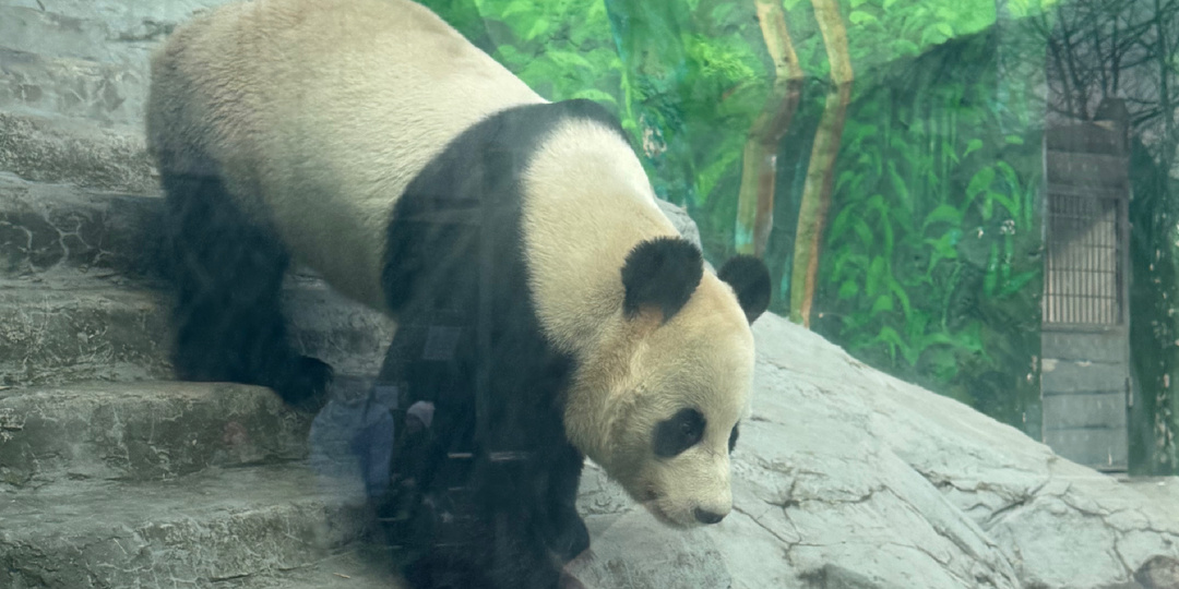 Обитатели старой территории Московского зоопарка.