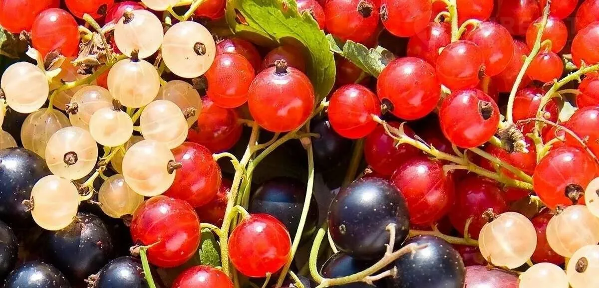 Чёрная, красная и белая смородина