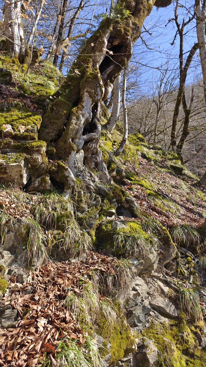 "Тропа здоровья" на Роза Хутор 