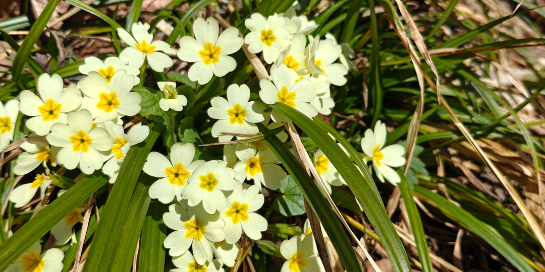 Тропа здоровья на Роза Хутор весной 🌳
