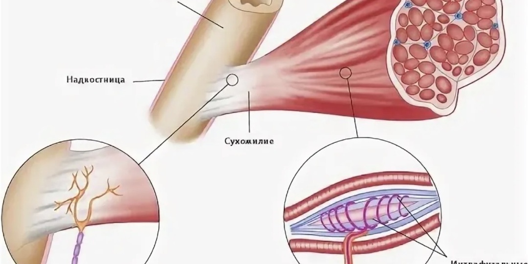 Рецепторы Гольджи в мышцах: строение, физиология и клиническое значение