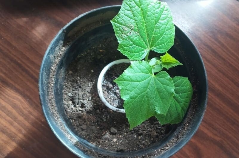 Это перевалка огурцов.