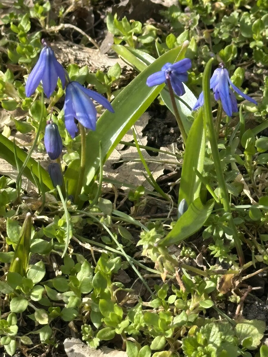 Первоцветы на КМВ