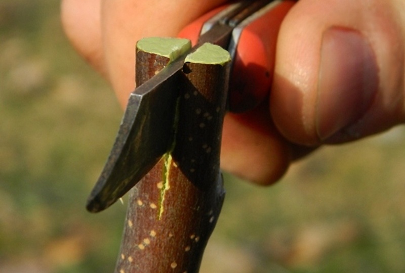 Прививка в расщеп - самый простой способ.