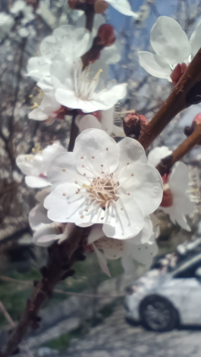 Цветы на деревьях вкусно пахнут