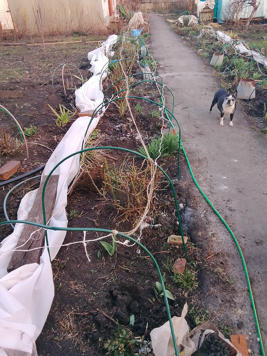 Только -только сняла укрытие, убрала бревна с дорожки. 