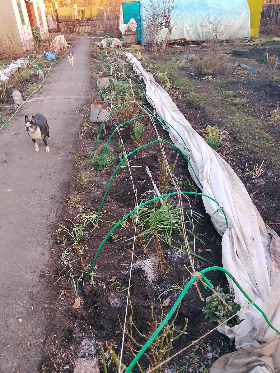 под ведрами только высаженные гвоздички, ее знаю, что-то сомнительно, что они приживутся