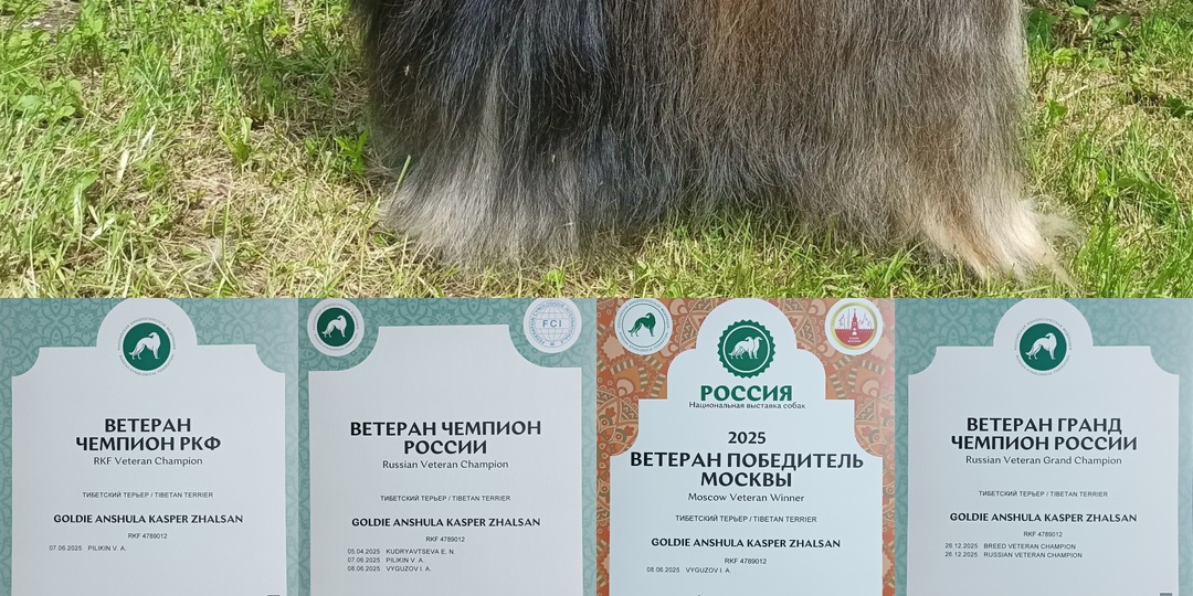 Гордость питомника «Голди Аншула»