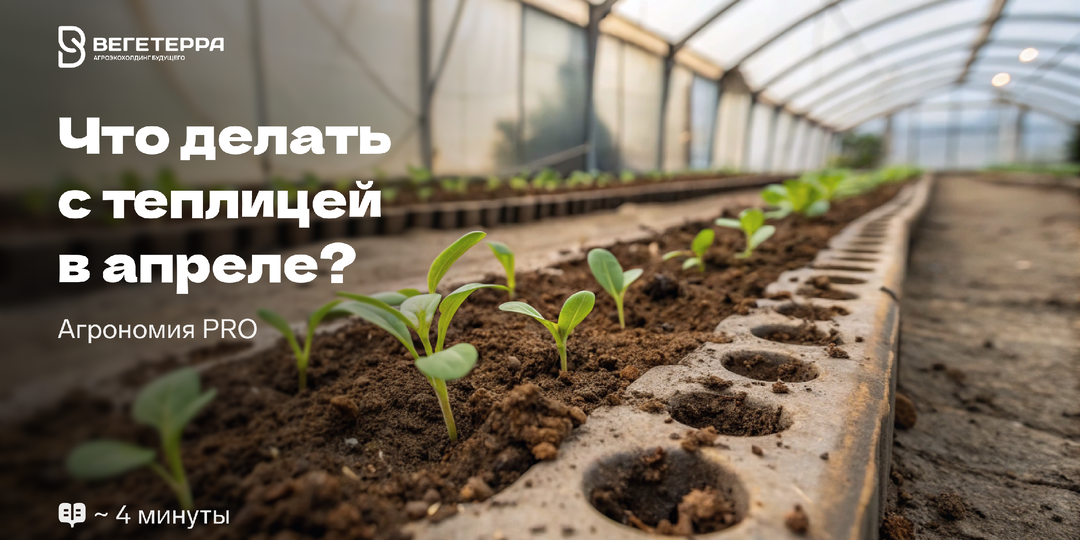 Что нужно успеть сделать в теплице в апреле, пока не стало поздно?