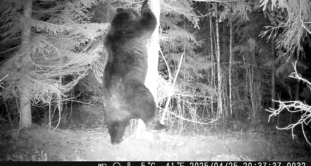 Есть ли у медведя "своя территория"?