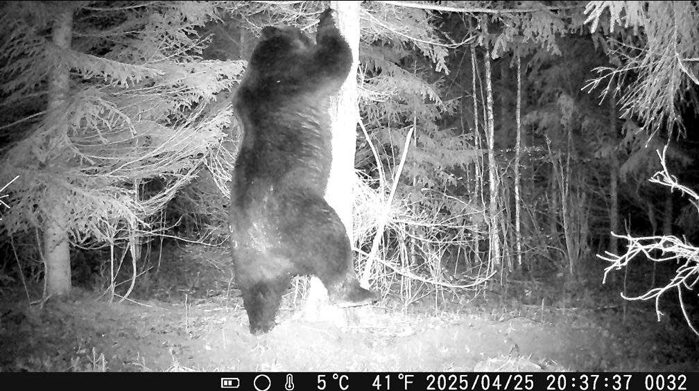 Взрослый самец маркирует дерево. Фото автора.