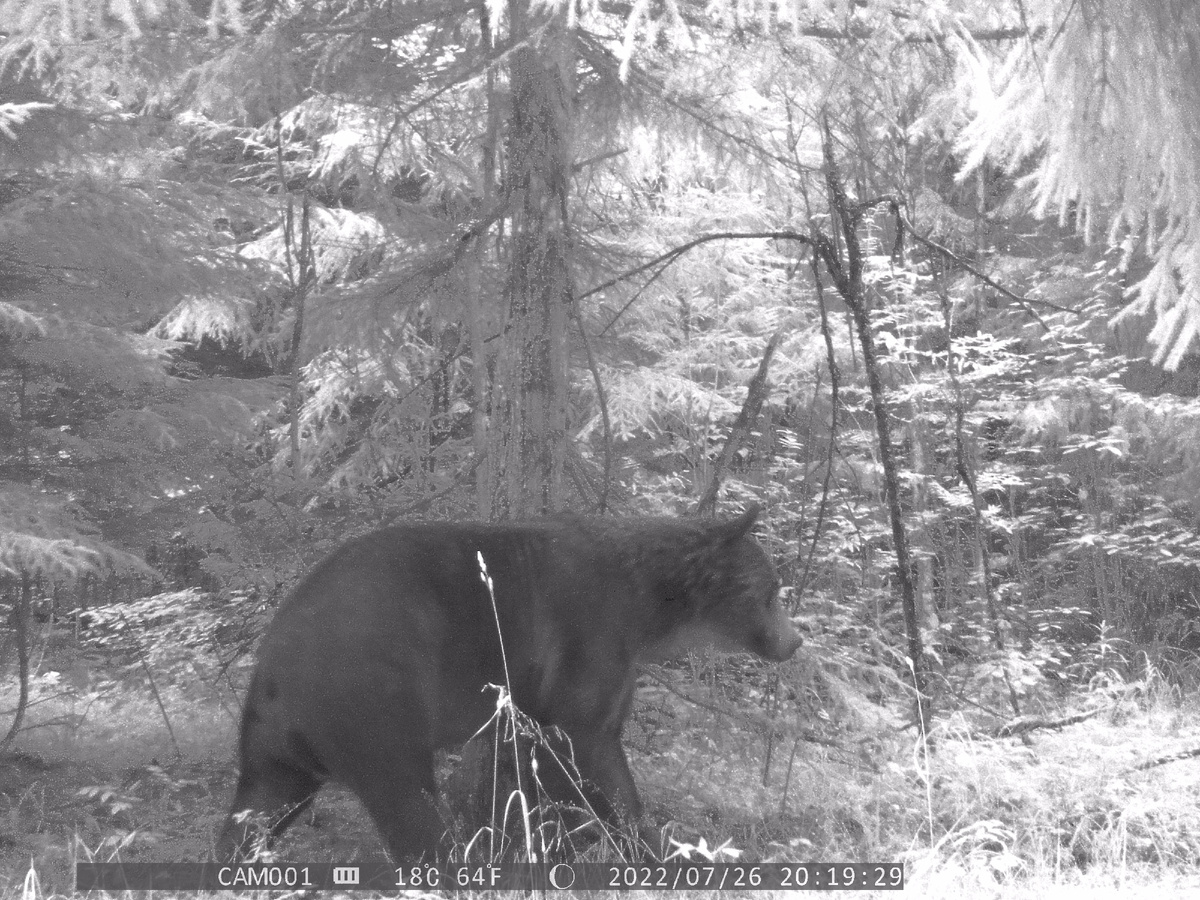 Взрослый пришлый самец оставляет запах на дереве. Фото автора.