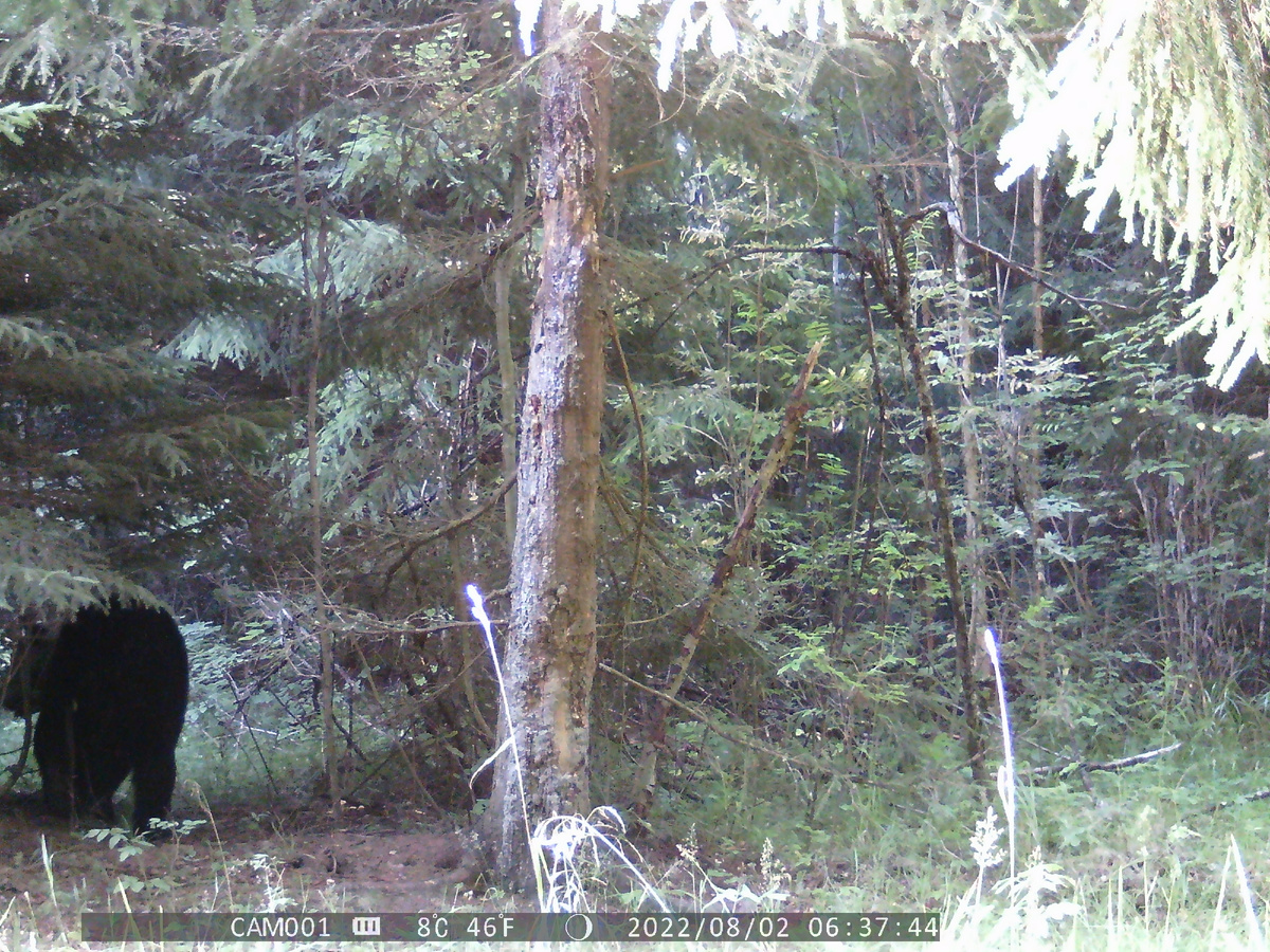 Некрупная "застенчивая" особь не захотела позировать. Фото автора.