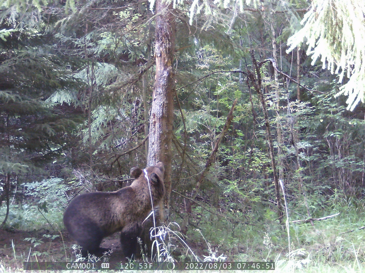 Медвежонок-лончак в первый год самостоятельной жизни "не стесняется" отмечаться у дерева "хозяина". Фото автора.