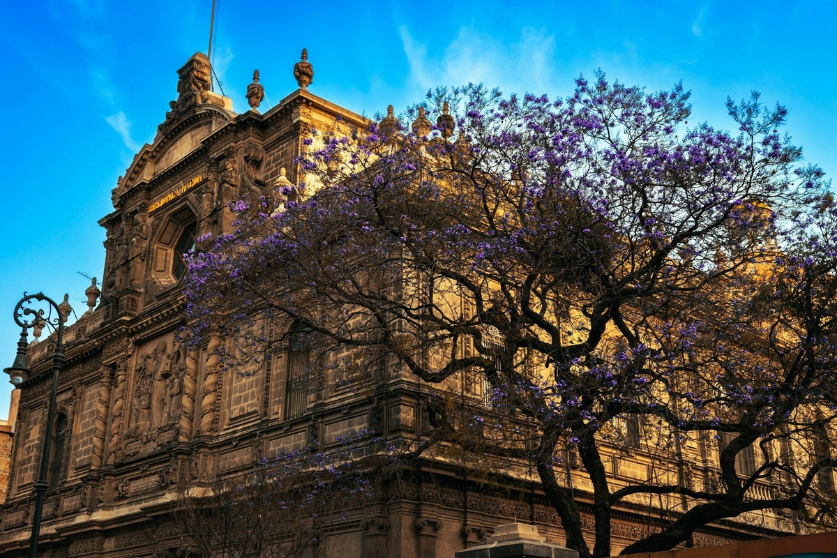В марте в Мехико цветёт дерево жакаранда, и улицы города окрашиваются в фиолетовый. Фото: Roger Ce / Unsplash