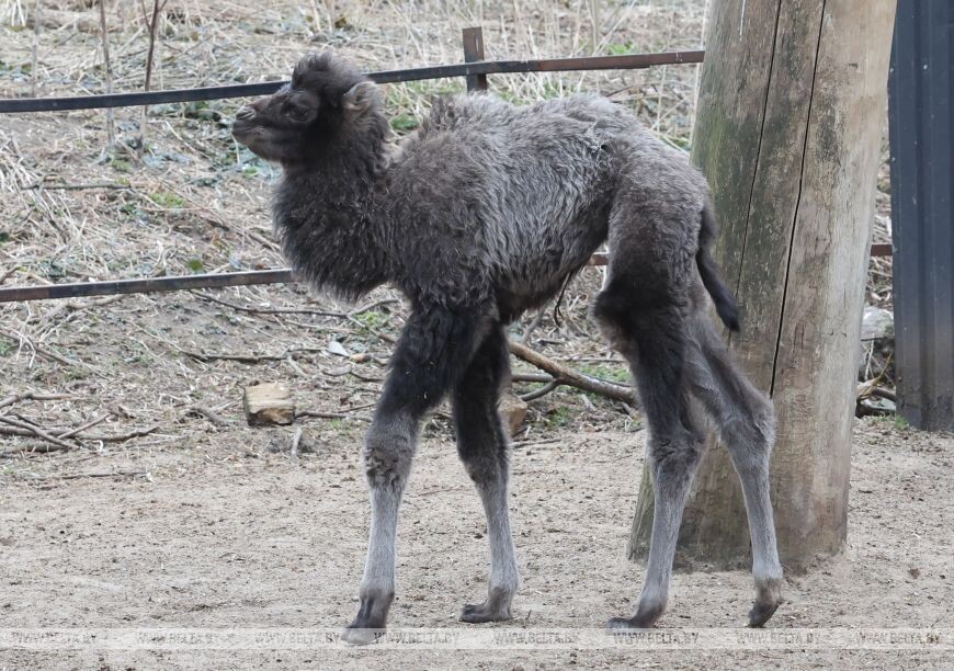    Фото: Александр Хитров / belta.by
