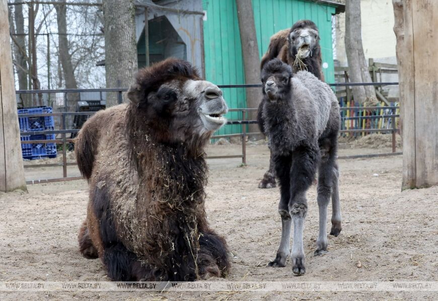    Фото: Александр Хитров / belta.by
