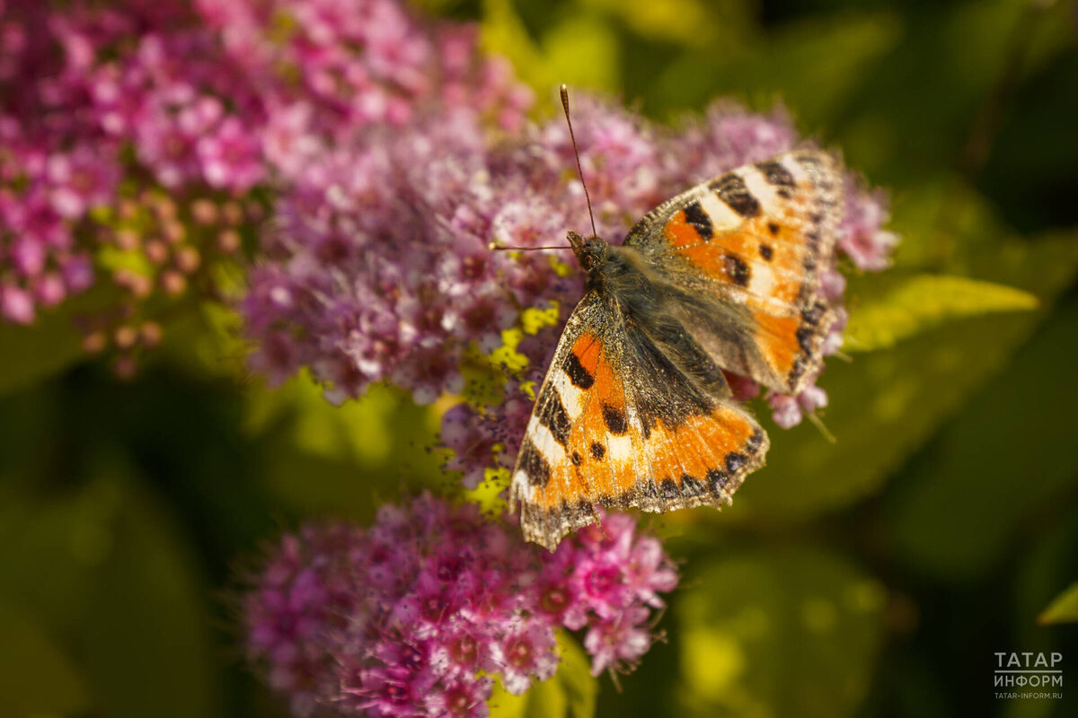 Фото: © Владимир Васильев / «Татар-информ»