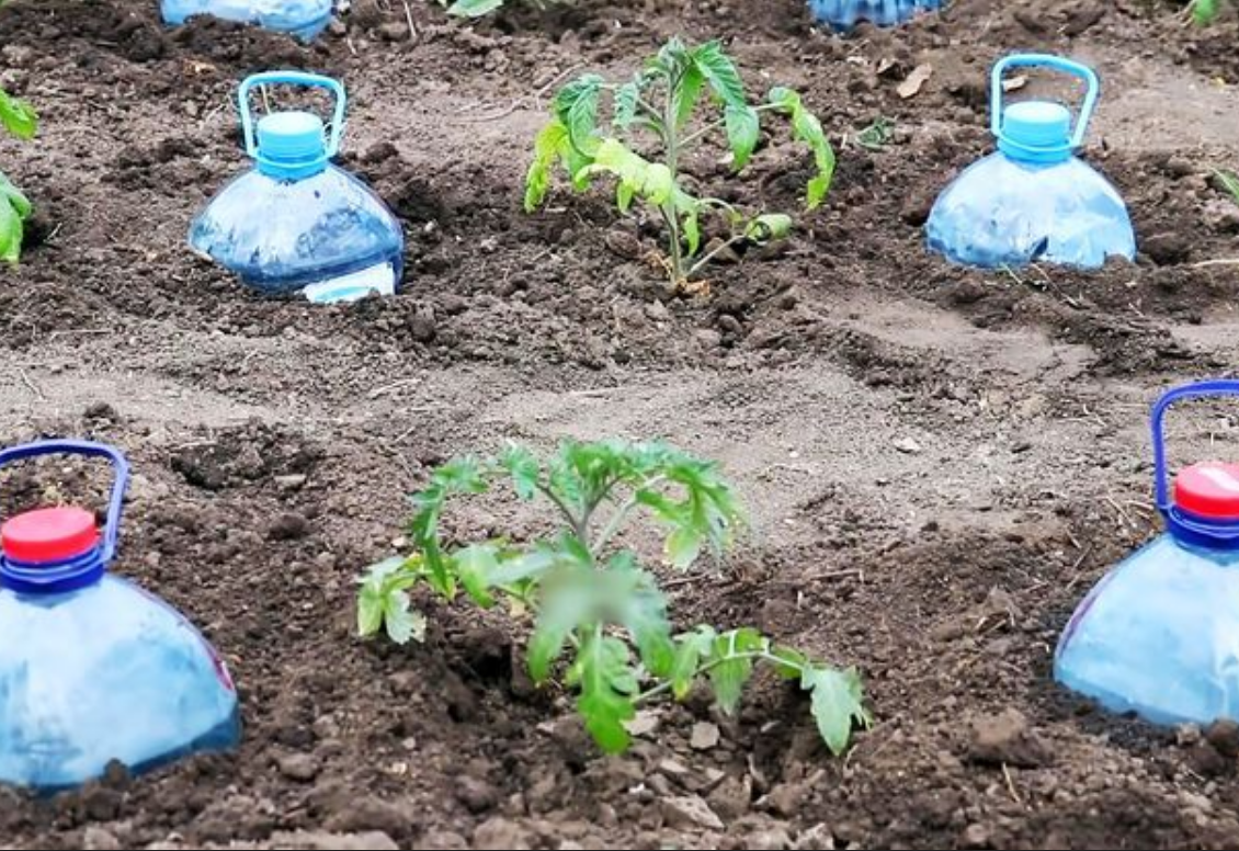 Прикорневой метод полива томатов из бутыли